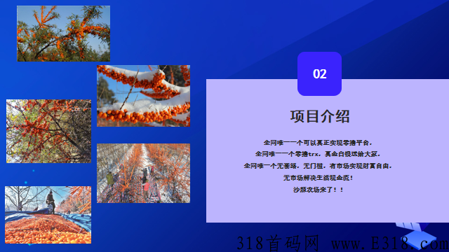 沙棘农场（卷轴模式） 全网唯一一个可以真正实现零撸平台_首码项目网