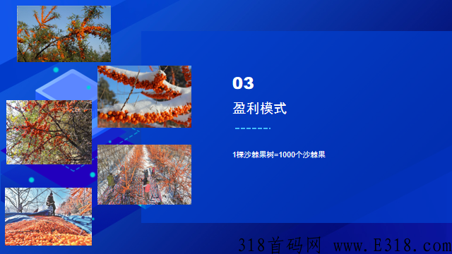 沙棘农场（卷轴模式） 全网唯一一个可以真正实现零撸平台_首码项目网